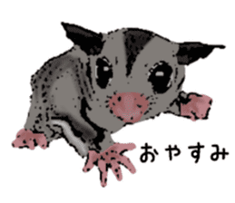 Real sugar glider(Frequently used words) sticker #14540511