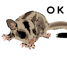 Real sugar glider(Frequently used words) sticker #14540512