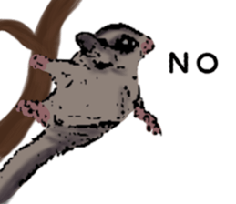 Real sugar glider(Frequently used words) sticker #14540513