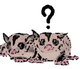 Real sugar glider(Frequently used words) sticker #14540514