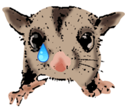 Real sugar glider(Frequently used words) sticker #14540516