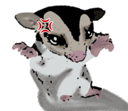 Real sugar glider(Frequently used words) sticker #14540517