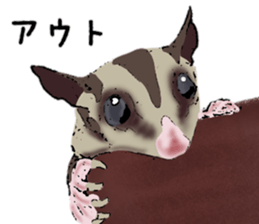 Real sugar glider(Frequently used words) sticker #14540518