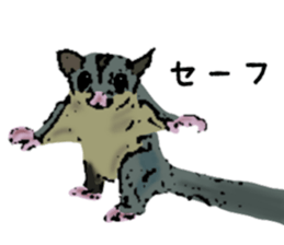 Real sugar glider(Frequently used words) sticker #14540519