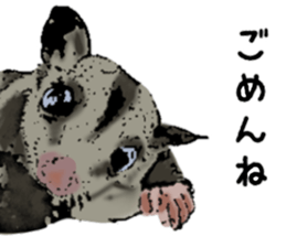Real sugar glider(Frequently used words) sticker #14540520