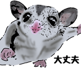 Real sugar glider(Frequently used words) sticker #14540521