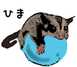 Real sugar glider(Frequently used words) sticker #14540522