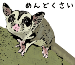 Real sugar glider(Frequently used words) sticker #14540523