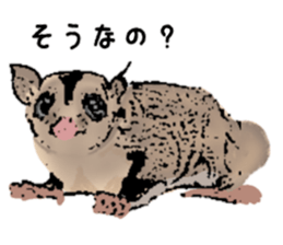 Real sugar glider(Frequently used words) sticker #14540524