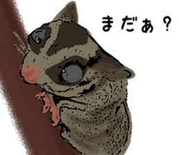 Real sugar glider(Frequently used words) sticker #14540526