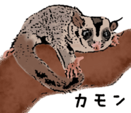 Real sugar glider(Frequently used words) sticker #14540527
