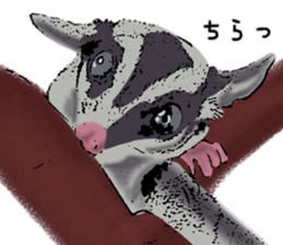 Real sugar glider(Frequently used words) sticker #14540528