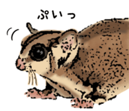 Real sugar glider(Frequently used words) sticker #14540529