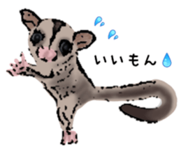 Real sugar glider(Frequently used words) sticker #14540531