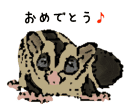 Real sugar glider(Frequently used words) sticker #14540532