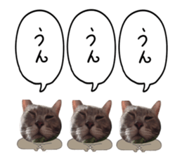 Comical cat.2 sticker #14540618