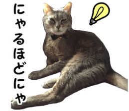 Comical cat.2 sticker #14540619