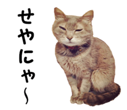 Comical cat.2 sticker #14540620