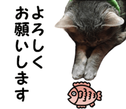 Comical cat.2 sticker #14540621