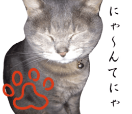 Comical cat.2 sticker #14540622