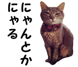 Comical cat.2 sticker #14540625