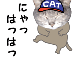 Comical cat.2 sticker #14540627