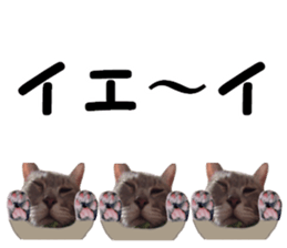 Comical cat.2 sticker #14540628