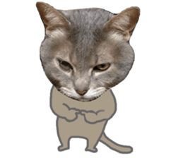 Comical cat.2 sticker #14540630