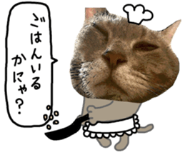 Comical cat.2 sticker #14540638