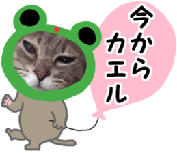 Comical cat.2 sticker #14540639