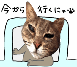 Comical cat.2 sticker #14540642