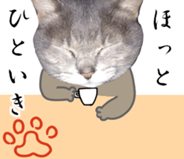 Comical cat.2 sticker #14540645