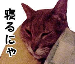 Comical cat.2 sticker #14540648