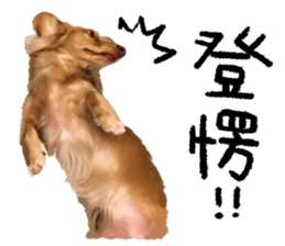 dooooog vol.2 sticker #14541667