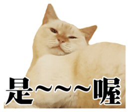 Phoebe and her cats. sticker #14542753