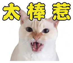 Phoebe and her cats. sticker #14542755