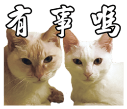 Phoebe and her cats. sticker #14542757