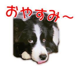My dear dog and cat Everyday section sticker #14543558