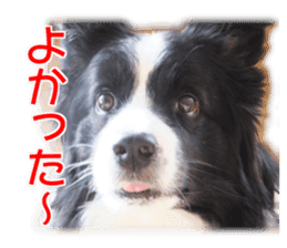My dear dog and cat Everyday section sticker #14543560