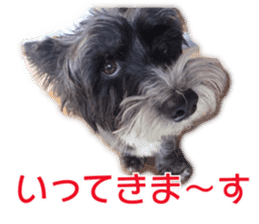 My dear dog and cat Everyday section sticker #14543562