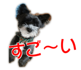 My dear dog and cat Everyday section sticker #14543563