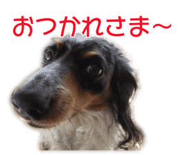 My dear dog and cat Everyday section sticker #14543564