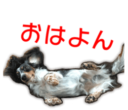 My dear dog and cat Everyday section sticker #14543565