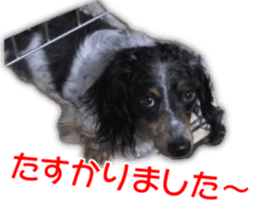 My dear dog and cat Everyday section sticker #14543566