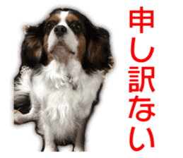 My dear dog and cat Everyday section sticker #14543568