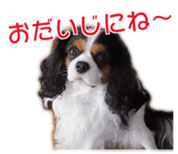 My dear dog and cat Everyday section sticker #14543569