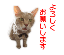 My dear dog and cat Everyday section sticker #14543576