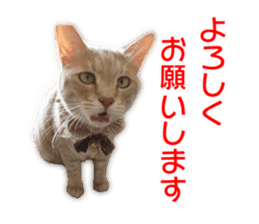 My dear dog and cat Everyday section sticker #14543576