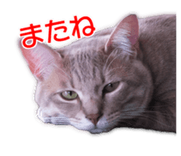 My dear dog and cat Everyday section sticker #14543577