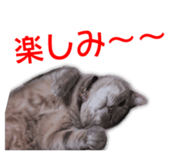 My dear dog and cat Everyday section sticker #14543578